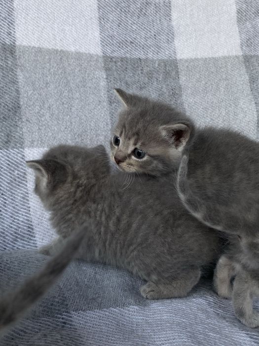 Кошенята прямовухі