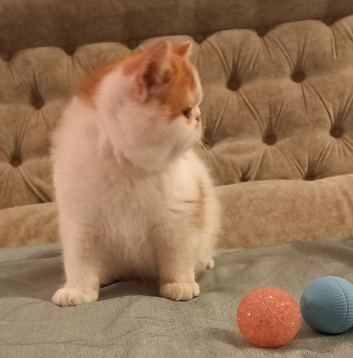 Екзоти з розплідника