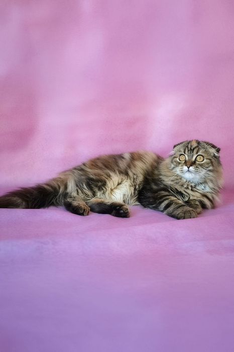 Шотландська хайленд красуня