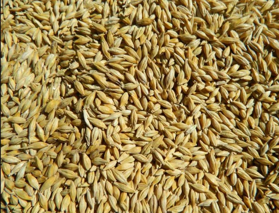 Продам ячмінь озимий Дев'ятий вал насіння для посіву Еліта/1 репродукція