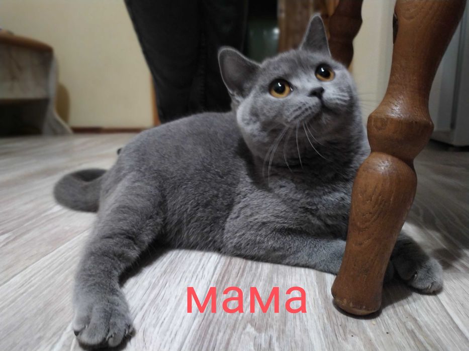 Котенята Шотландськi