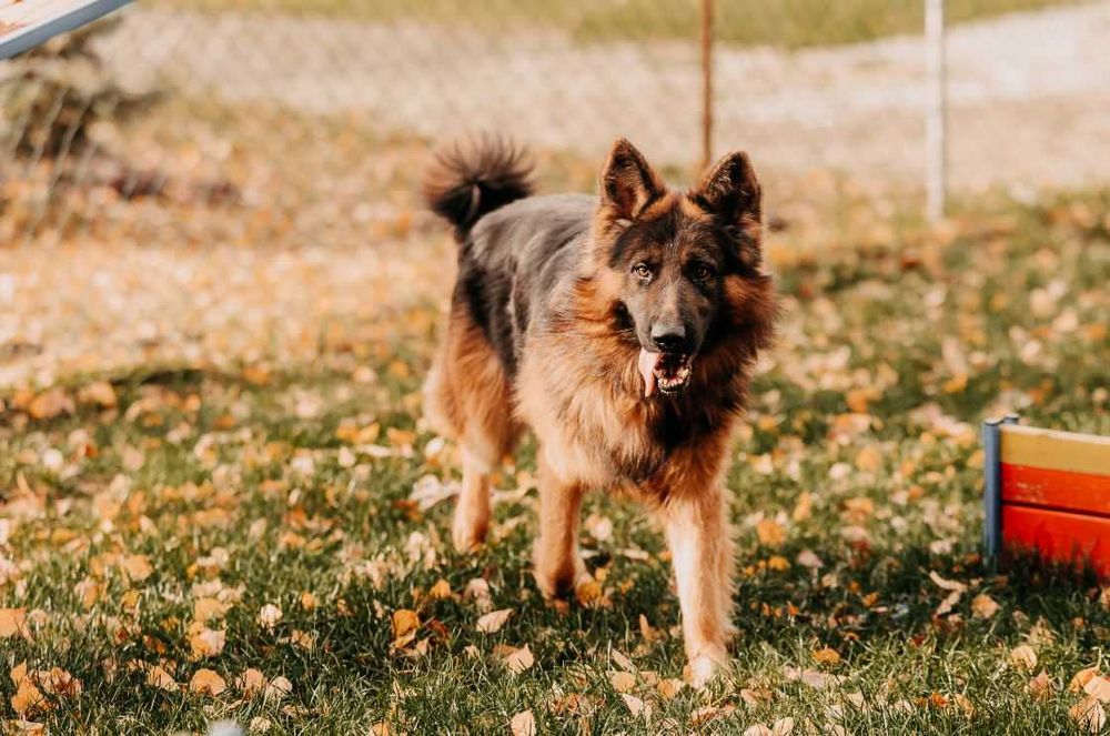 Przepiękny 2-letni Mezo w typie owczarka niemieckiego szuka domu!!!