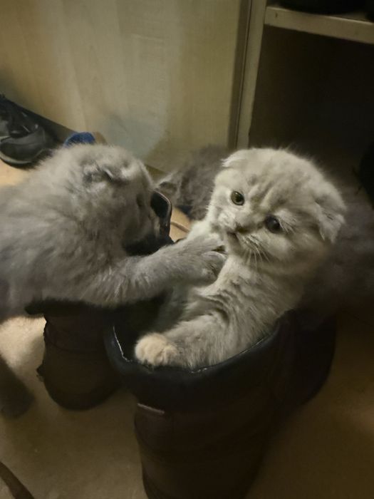 Кошенята шотландці