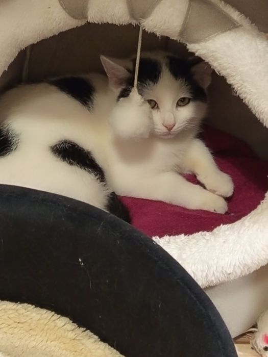 4 miesięczny kocurek szuka domu niewychodzącego