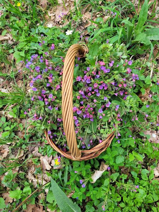 Ziele miodunki miodunka suszona 30g płucnica