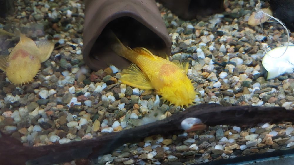 Ancistrus Machos  sp. Gold albinos