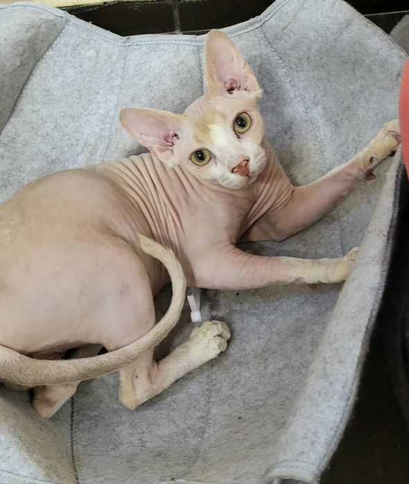 Sfinks kocurek ANGELO