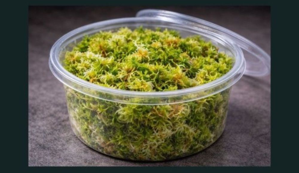 Mech sphagnum 4 sztuki 100ml