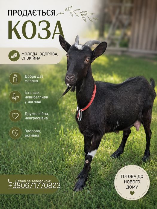 Продається дійна коза