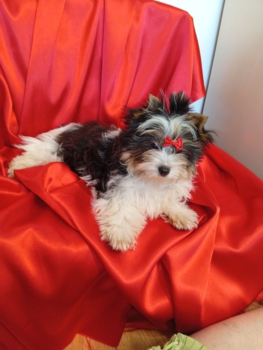 Samczyk Dasti z metryką ZKwP/FCI Biewer Yorkshire terrier.