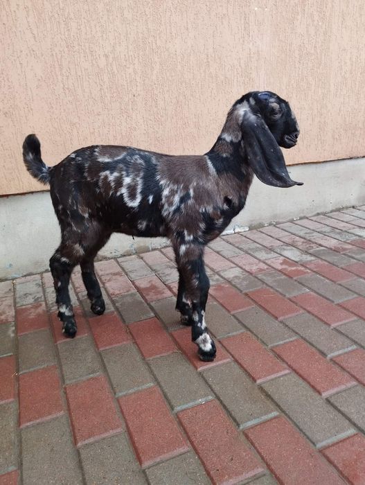 Козочек % нубокаморі. Продам