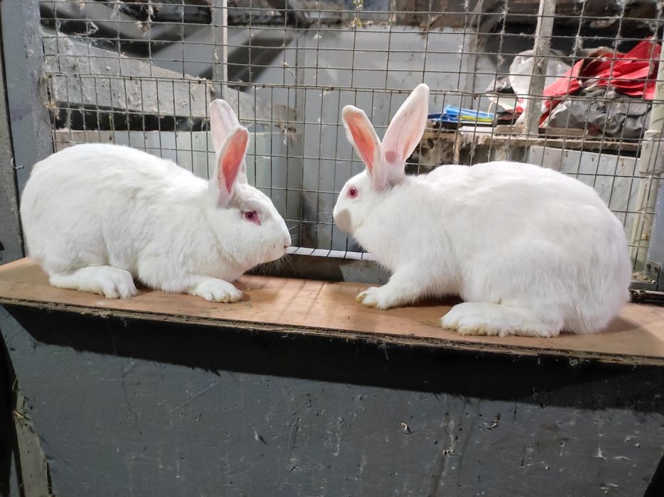 Термонська біла,Панон,Полтавське срібло