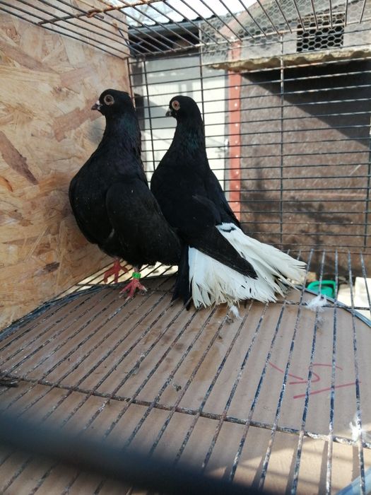 Gołębie szariki orliki białostockie