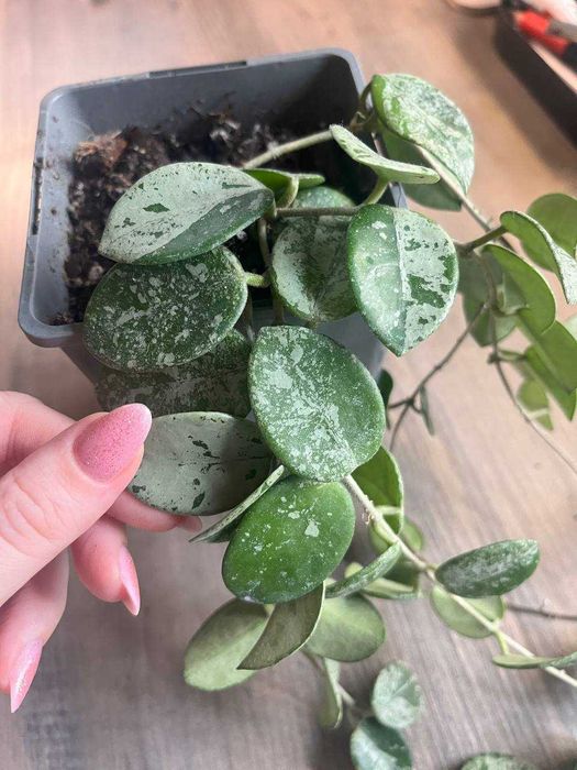 hoya mathilde splash, super wybarwienie