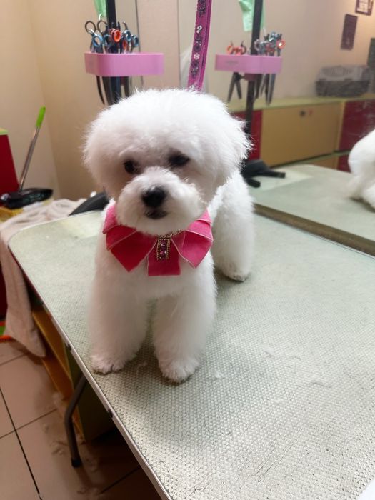 Гарна дівчинка бішон фрізе.