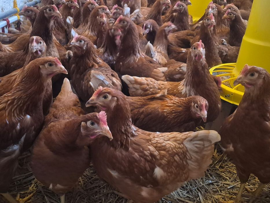 Kury nioski  lohman brown, leghorn