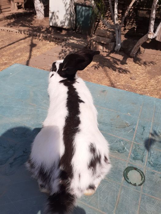 НСВ-строкачи. Александровка.200грн.