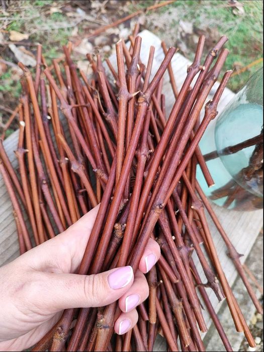 Черенки, живці, хакуро, вейгела, гліцинія, павловнія, матсудана, секка