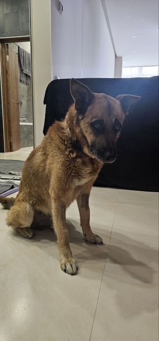 Пес ищет ответственную семью!