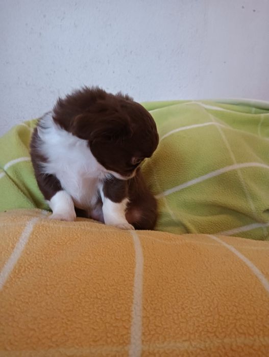 Chihuahua  macho chocolate