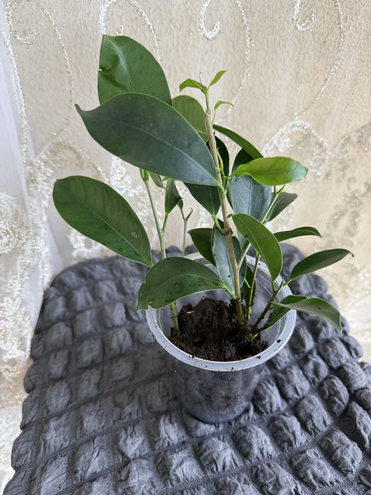 Фікус ретуза мікрокарпа