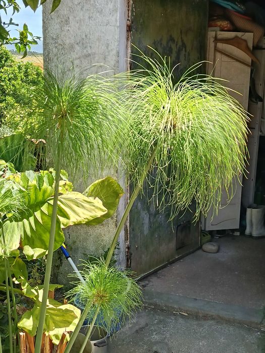 Plantas marginais margem para lagos filtros ou jardim - papiros varios e lirios de agua