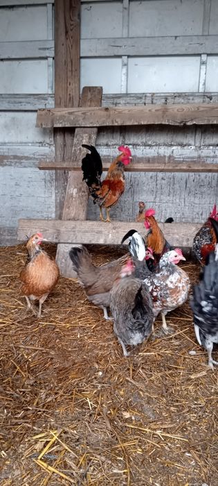 Kogutki liliputki młode