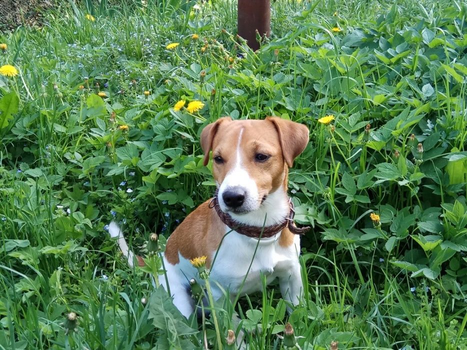 Джек Рассел тер'єр - в'язка