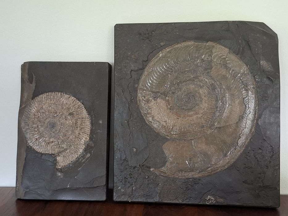 Amonit Harpoceras 2 sz.Duże  Oryginalne cena za parę