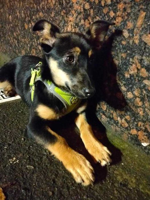 Собачка дівчина 6 місяців