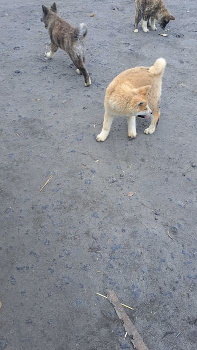 Akita inu suczka