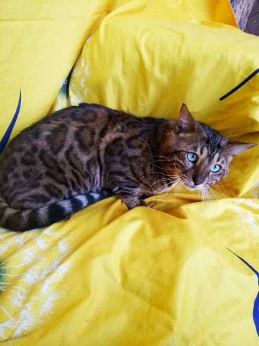 Бенгальский кіт в'язка