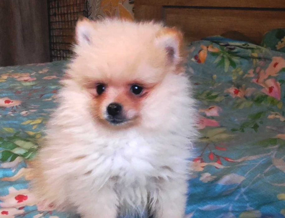 Szpic miniaturowy pomeranian - rodowód, wyprawka, paszport