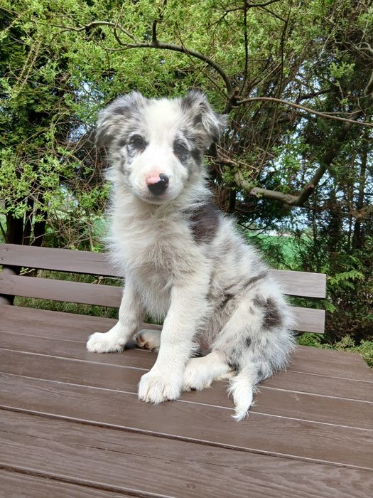 Border collie blue merle