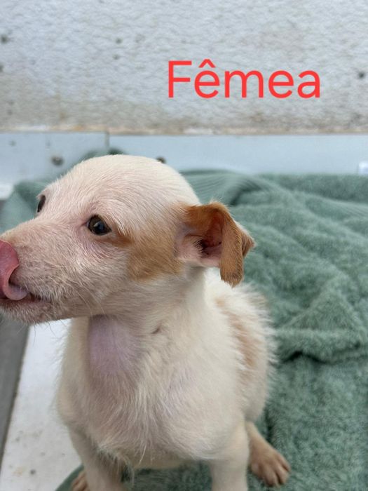 Doar caozinhos porte pequeno