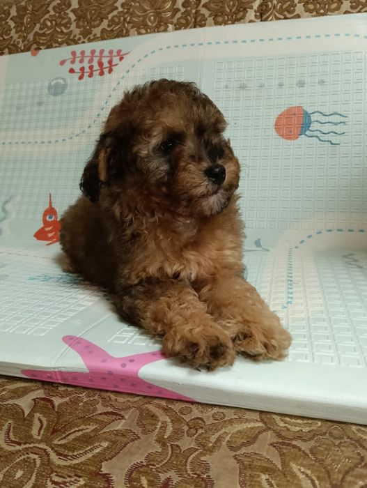 Пудель мініатюра (дівчинка)