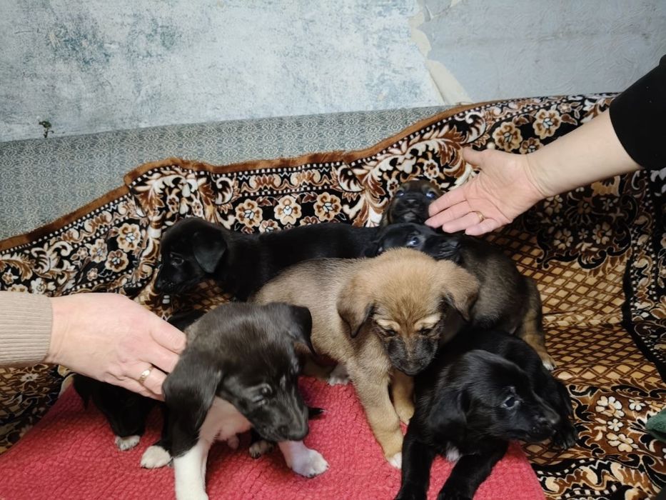 Отдам в хорошие щенков овчарки