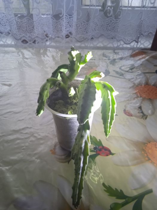 Стапелія.Вкорінені рослини.