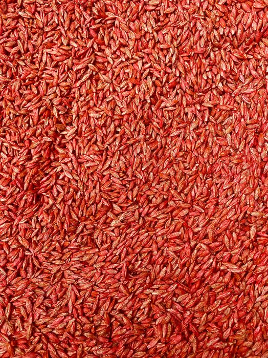 Jęczmień jary "AMARETTO" C/1, materiał kwalifikowany