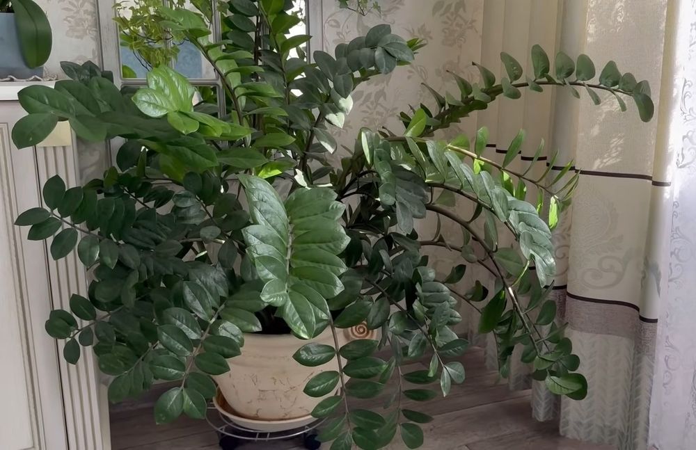 алоє хлорофітум традисканція фікус