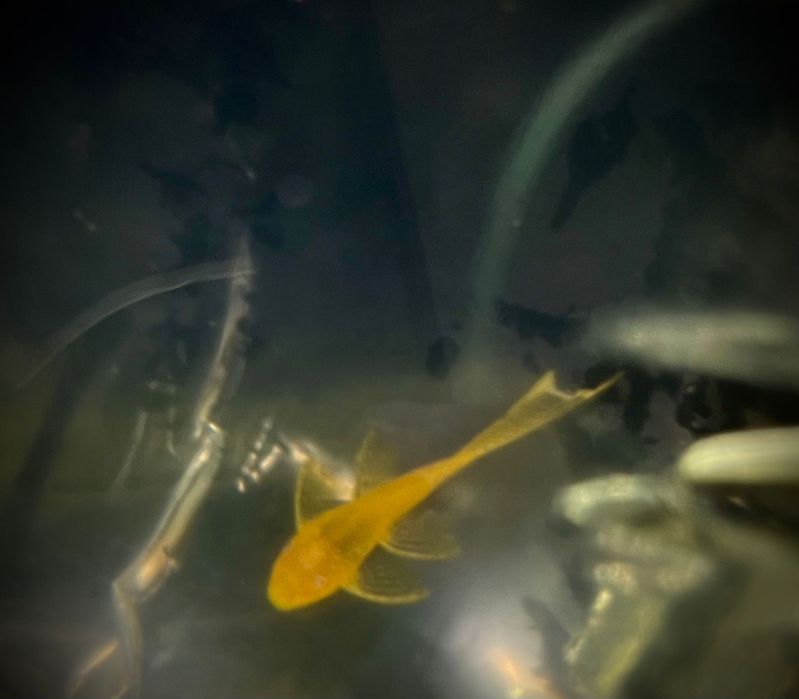 Glonojad Ancistrus Gold Weloniasty - Tina Zoo Zabrze