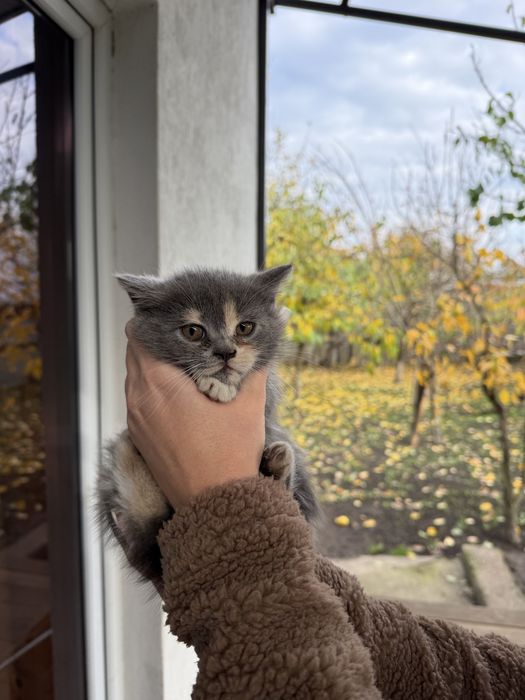 Лагідні котики в добрі руки