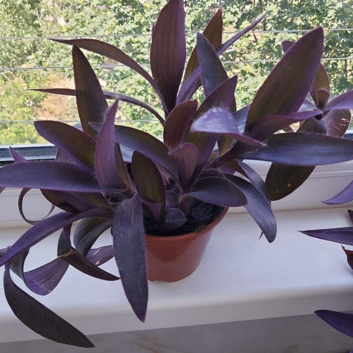 Продаю цветы оптом и в розницу