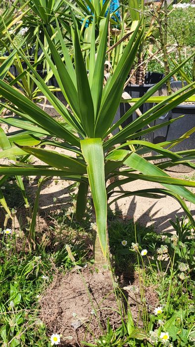 Yuccas com cerca de 50 cm