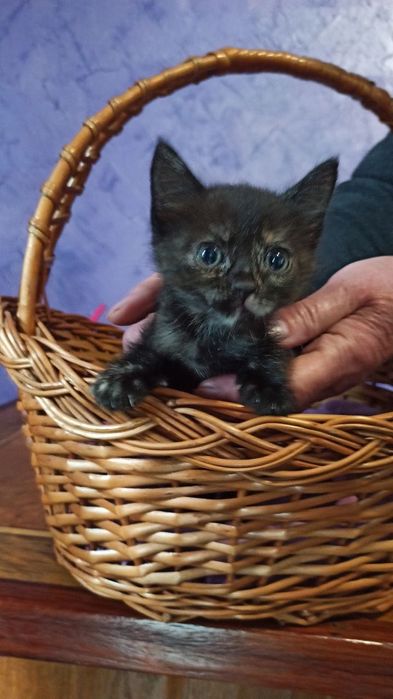Котята котики отдам котенок девочка