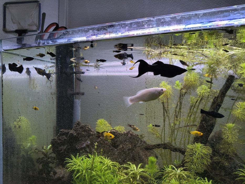 Dou peixes de aquário – Mollys, Platys
