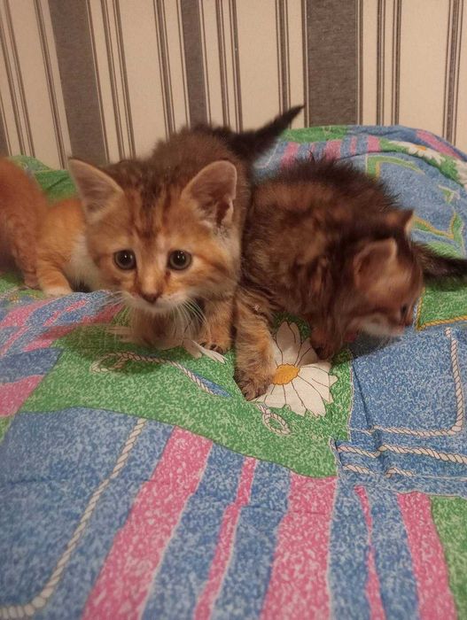 Отдаются маленькие котята