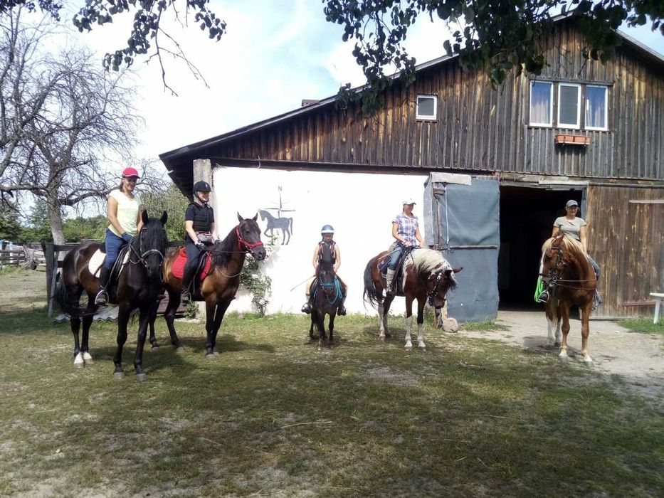 Оренда стайні на 12 денників.