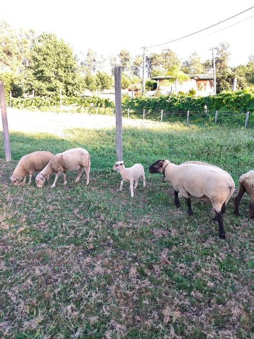 Suffolk cruzada fêmea