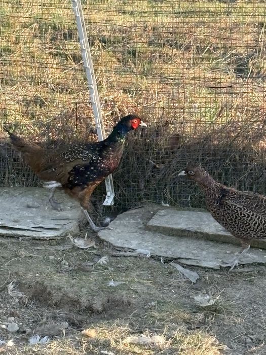 Sprzedam bazanty polne